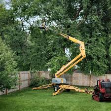 How Our Tree Care Process Works  in Eureka, CA